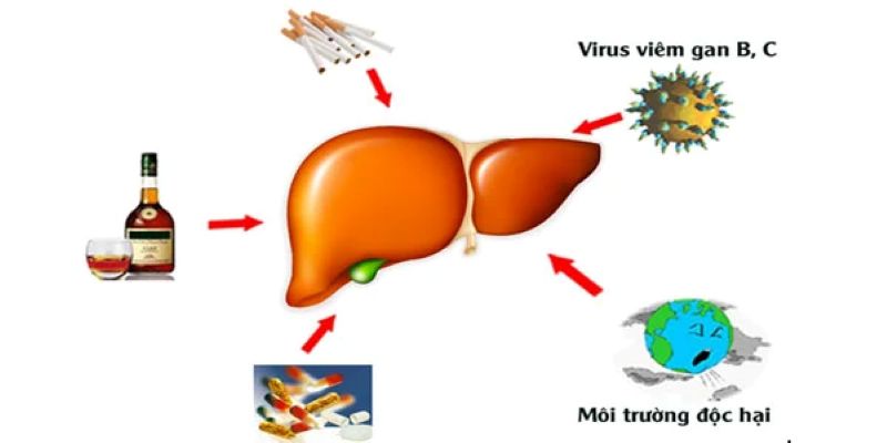 Tại sao cần thải độc gan