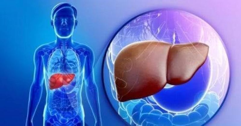 Vai trò của gan trong việc thải độc