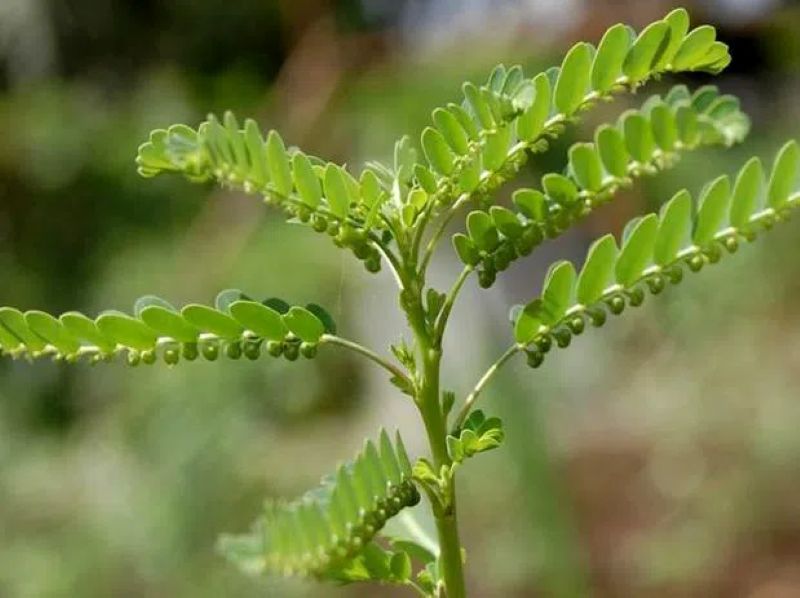 Cây diệp hạ châu