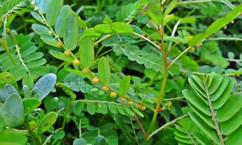 cây thảo dược trong việc giải độc gan