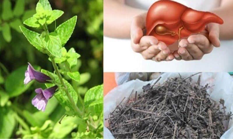 Các bài thuốc đông y phổ biến trong điều trị bệnh gan