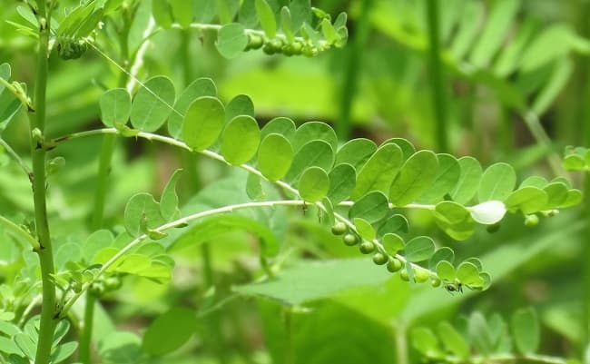 Sử dụng các loại thảo dược tốt cho gan